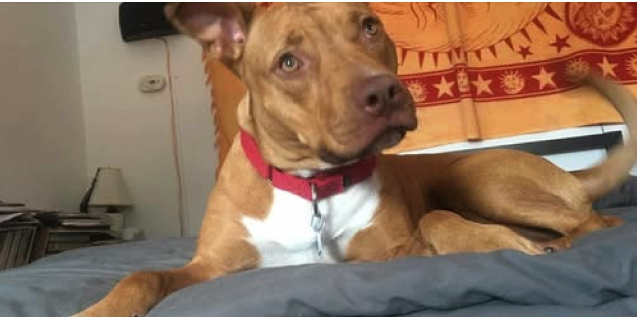 Aggie resting on a bed, wearing a red collar, with her white chest and brown coat visible